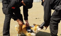 警犬训练视频,从基础到实战的蜕变之旅